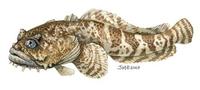 Image of: Opsanus tau (oyster toadfish)