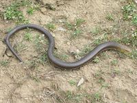 Pseudopus apodus - European Glass Lizard