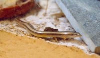 Chalcides bedriagai