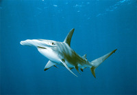 Photo: Hammerhead shark