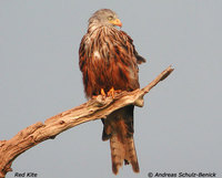 Red Kite - Milvus milvus