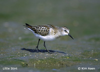 Little Stint - Calidris minuta