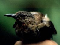 Philippine Bulbul - Ixos philippinus