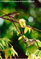 Thick-billed Flowerpecker - Dicaeum agile