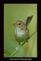 Red backed Fairy-wren