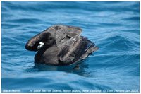 Parkinson's Petrel - Procellaria parkinsoni