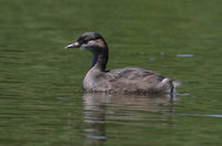 Madagascar Little Grebe (Tachybaptus pelzelnii) photo