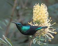 Madagascar Green Sunbird (Nectarinia notata) photo