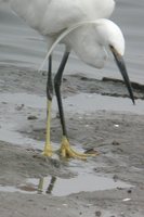 Little Egret - Egretta garzetta