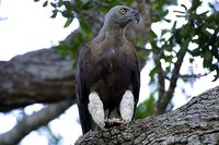 Gray-headed Fish-Eagle - Ichthyophaga ichthyaetus