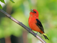 Scarlet Tanager (Piranga olivacea) photo