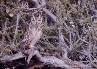 Spotted Eagle-Owl - Bubo africanus