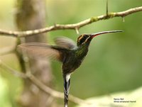 White-whiskered Hermit - Phaethornis yaruqui