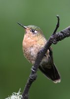 Tyrian Metaltail - Metallura tyrianthina
