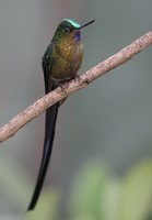 Violet-tailed Sylph - Aglaiocercus coelestis