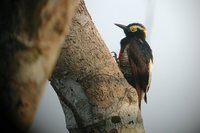 Yellow-tufted Woodpecker - Melanerpes cruentatus