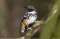 Spot-backed Antbird - Hylophylax naevius