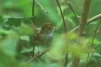 Tawny-crowned Pygmy-Tyrant - Euscarthmus meloryphus