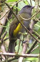 Black-and-yellow Silky-flycatcher - Phainoptila melanoxantha