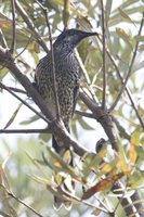 Brush Wattlebird - Anthochaera chrysoptera