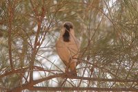 Desert Sparrow - Passer simplex