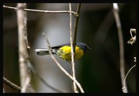 Slate-throated Redstart - Myioborus miniatus