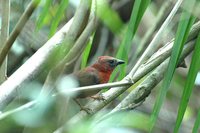Red-throated Ant-Tanager - Habia fuscicauda
