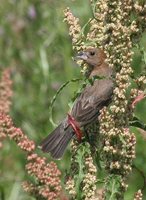 Blue Grosbeak - Passerina caerulea