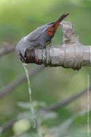 Lavender Waxbill, Estrilda caerulescens