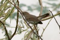 Thrush Nightingale