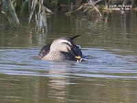 흰뺨검둥오리-Spot-billed Duck