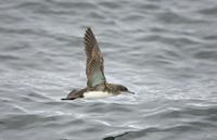 Fluttering Shearwater (Puffinus gavia)