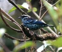 * Berly Spangled Tanager
