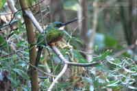 Rufous-tailed  jacamar   -  Galbula  ruficauda   -   Jacamar  codarossiccia