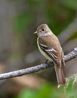 Alder Flycatcher