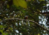 Ringed Kingfisher  