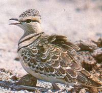 Doppelbandrennvogel/Two-banded courser (Rhinoptilus africanus gracilis)