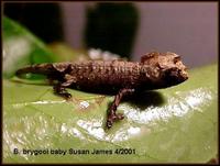 Brookesia brygooi