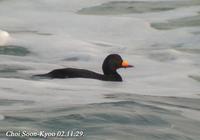 Melanitta nigra 검둥오리 Black Scoter (common Scoter)