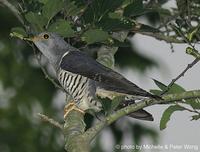 Oriental Cuckoo » Cuculus saturatus