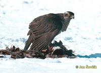 Jestrab lesni (Accipiter gentilis)