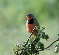 Rosy-breasted Longclaw p.302