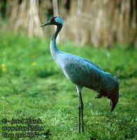 Grus grus 8057 UK: Common Crane DE: Kranich