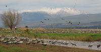 Cranes Grus grus