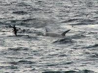...A killer whale attacks an Antarctic minke whale in 		the Gerlache Strait, Antarctica - February 