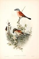 Richter after Gould Butcher-bird (Enneoctonus collurio)