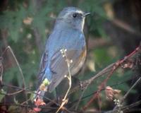 Red-flanked Bluetail