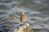 깝짝도요(Tringa hypoleucos) (Common Sandpiper)