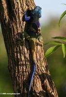 The spledidly colored Blue-headed tree agama (Acanthocerus atricollis)