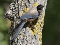 Azure-winged Magpie (Cyanopica cyana)